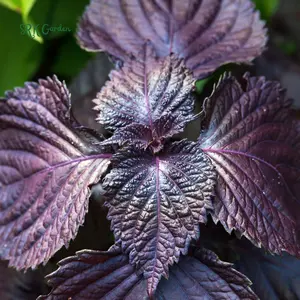 Purple Shiso Seeds | 100 Seeds