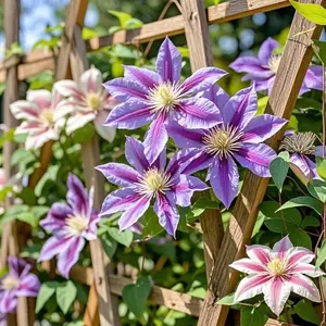 200+ Mixed Color Clematis Seeds - Vibrant Multicolor Blooms for Gardens, Balconies & Climbers! High Germination Rate, Easy-to-Grow Flower Seeds for Year-Round Beauty