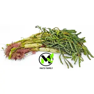 Water Mimosa Seeds Hạt Rau Nhút Neptunia Oleracea Sensitive Plant Spring Planting Edible Leaves & Stems 90-120 Days Growth by Mai's Family