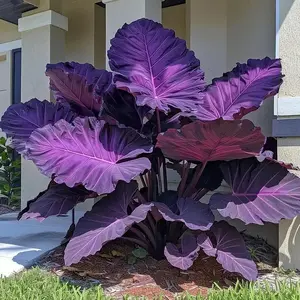 Mixed Color Hosta Seeds | Shade-Loving Perennials with Stunning Foliage | Easy to Grow, Low Maintenance & Perfect for Pots or Garden Beds | Year-Round Beauty for Any Space