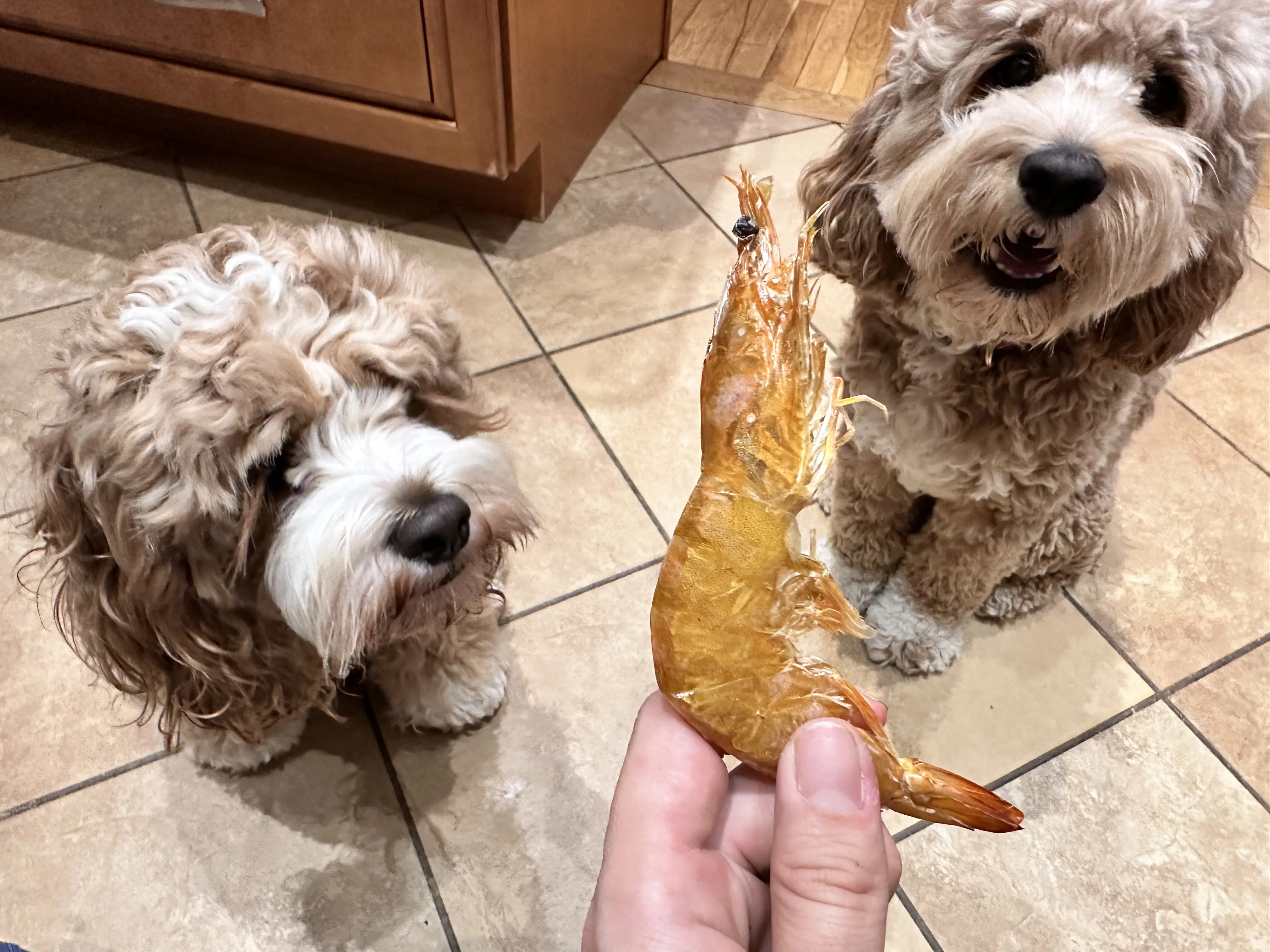 Dehydrated Shrimp Dog Treats - Single Ingredient, Crunchy, Delicious protein for dogs