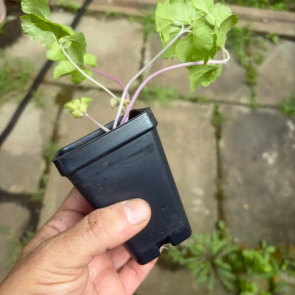 Chinese Pink Celery (Apium graveolens) Live Plants - Pink-Stem Culinary Veggie for Full Sun Outdoor Growers, Garden Supplies for Home Improvement