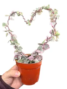 4" Variegated String of Hearts Topiary, Hearts on Heart, Live Houseplant, Pet Friendly Indoor Plant