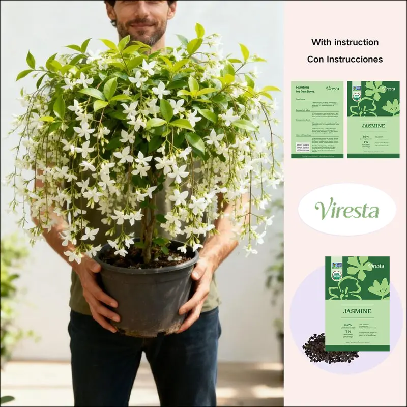 Non-GMO Climbing Jasmine Flower Seeds, Fragrant Bloom Evergreen Plant for Garden, Balcony Home Planting