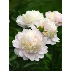 Shirley Temple Peony - Perennial, Elegant Flowering Plant with Classic Shape and Color