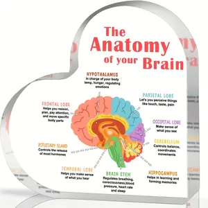 2D Educational Brain Anatomy Acrylic Heart Sculpture for Desk Decor, Includes Therapy Affirmation, High-Quality Material, Ideal for Home and Office Decoration