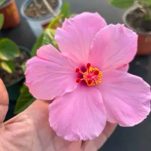 Hibiscus Live Plants - Pink Flower with Yellow Center - Ideal for Ornaments