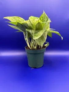 Marble Queen Pothos | 4 In. Pot | Epipremnum Aureum | Live Plant | Decoration