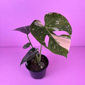 Monstera Thai Constellation | Live Plant 6” Pot