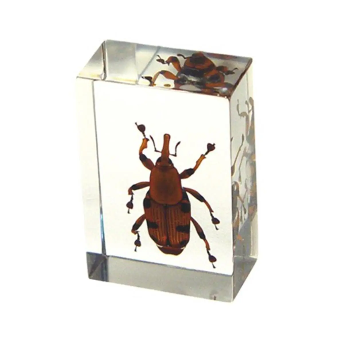 212 MAIN Real Bamboo Preserved Weevil Bug Paperweight (PW105), Regular Size, Transparent Decor Ornament with Flower and Leaf Accents for Office & Commercial Furniture, Ornaments
