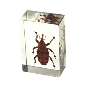 212 MAIN Real Bamboo Preserved Weevil Bug Paperweight (PW105), Regular Size, Transparent Decor Ornament with Flower and Leaf Accents for Office & Commercial Furniture, Ornaments