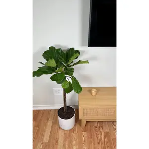 10” Fiddle Leaf Fig 4 Feet Tall