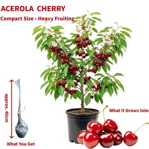 Cherry Live Plant Malpighia emarginata Compact Size Fruiting Plant Great for Gardens & Containers 17 to 19 inch Height Strong Sapling Tropical Superfruit