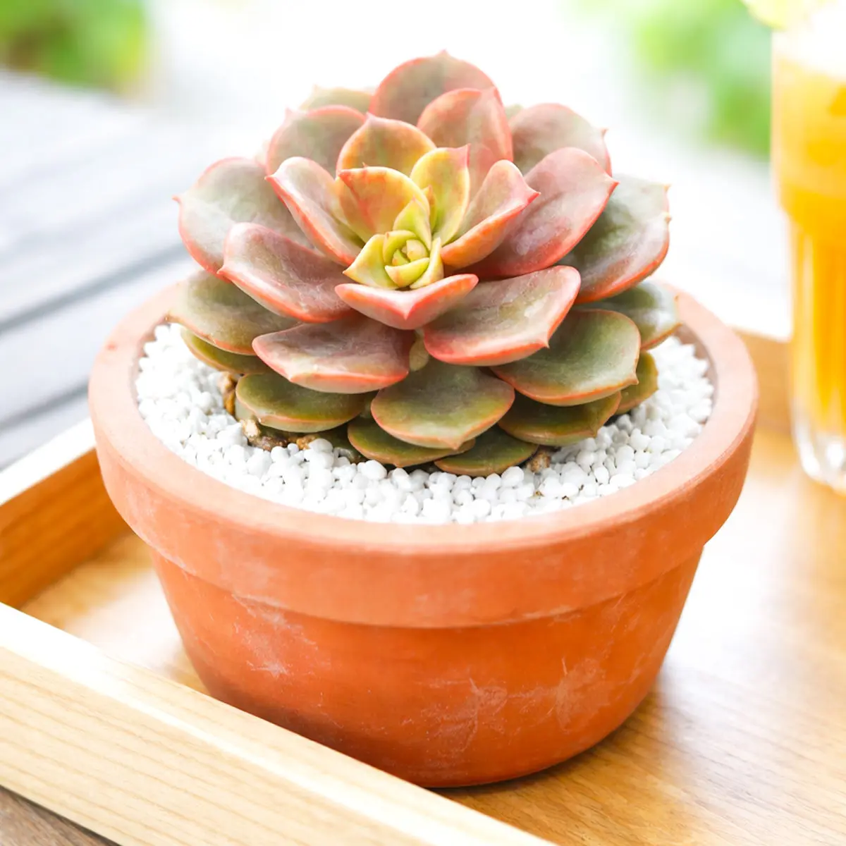Echeveria Vampire Red Ball