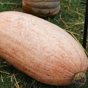 Pink Banana Squash Seeds (Cucurbita maxima) Large elongated winter squash with salmon-pink skin and rich orange flesh; outstanding for roasting, storage, and high-yield home gardens