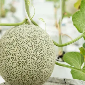 Hale's Best Jumbo Cantaloupe Seeds Home Grown Garden