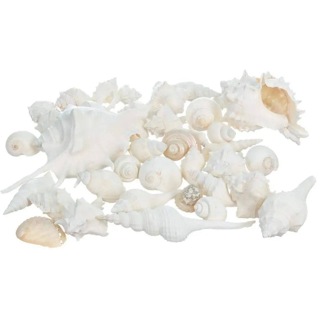 White Real Mixed 1lb Beach Seashells for Crafts Ocean Beach Party Decorations Large Seashell Crafts Decor