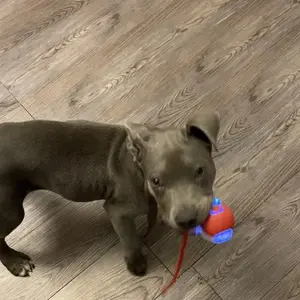 Electric Rolling Cat Ball Toy with Rope, Interactive Cat Teaser Toy, Automatic Ball Toy Pet Supply for Dogs & Cats