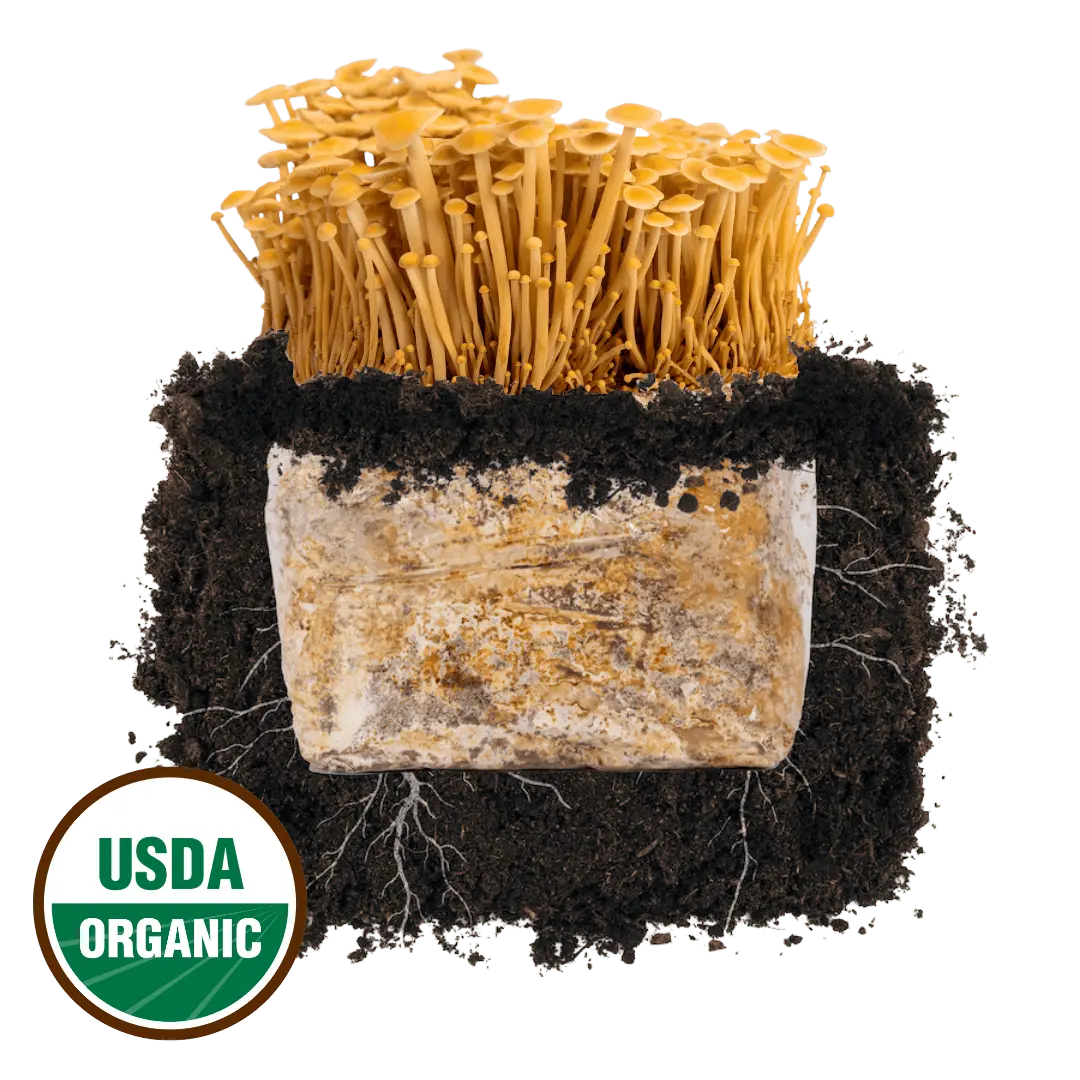 Golden Enoki 'Plant & Grow' Mushroom Starter Block