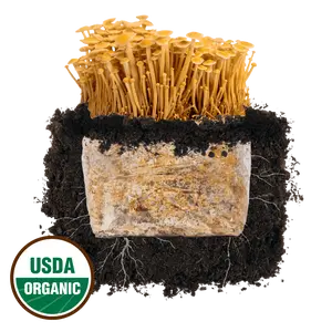 Golden Enoki 'Plant & Grow' Mushroom Starter Block