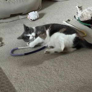 Lovely Caves Cat Chew Rope Toy with Gall Fruit, Natural Cotton Rope for Dental Health