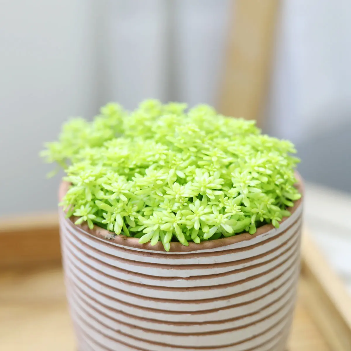 Sedum Golden Moss - Sedum japonicum 'Tokyo Sun' Sedum Golden Moss - Sedum japonicum 'Tokyo Sun'