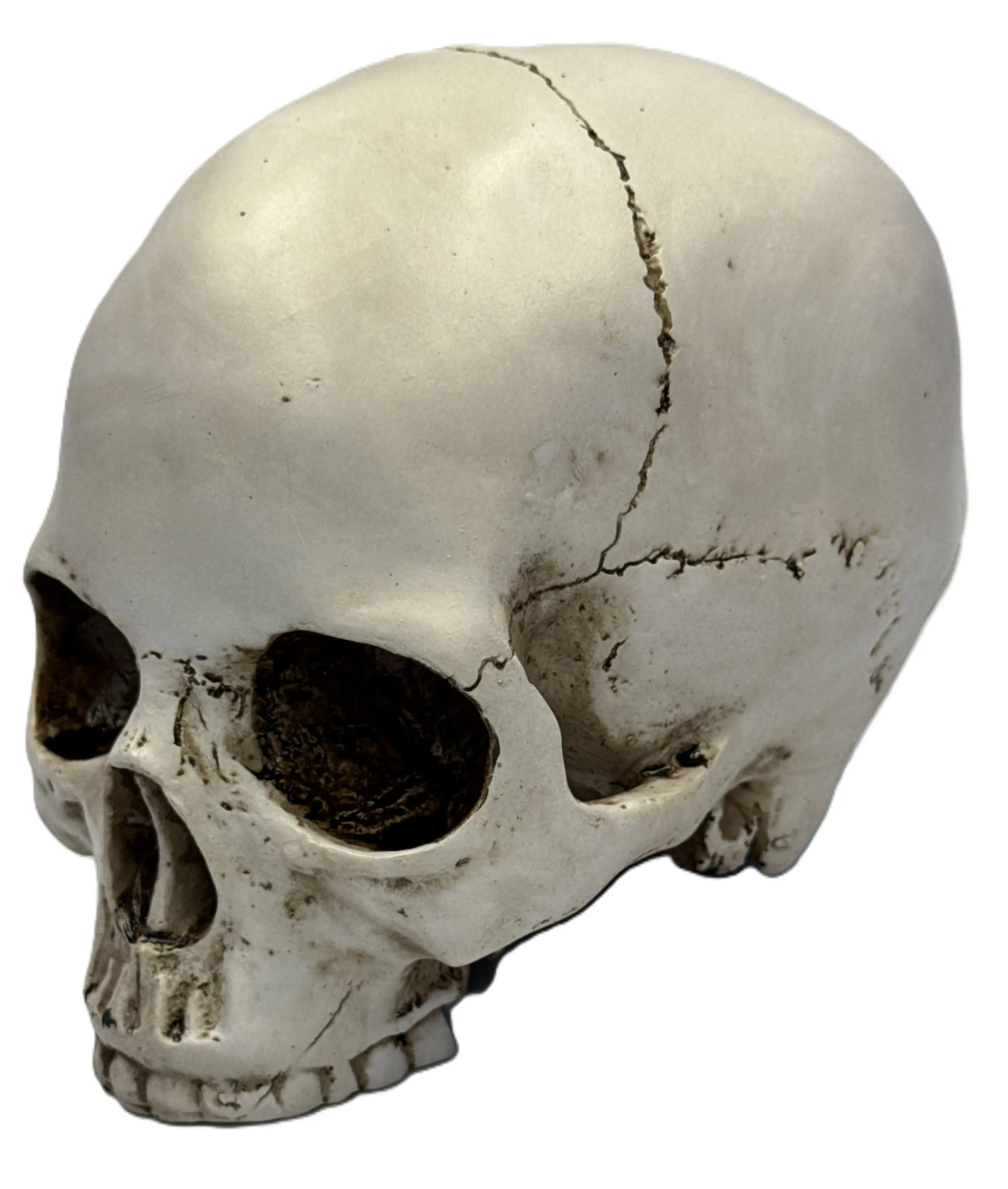 Realistic Skull Head Statue – Aged Bone Cold Cast Resin Gothic Decor