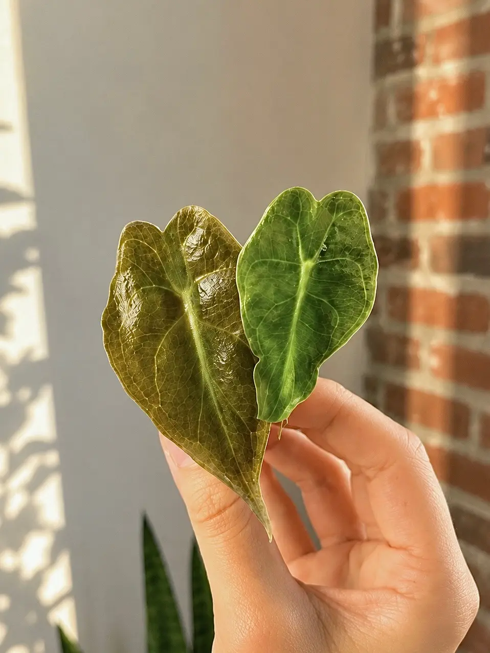 Alocasia Venom Starter Plant (Plug)