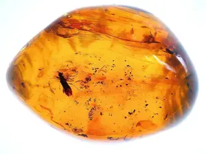 $35 Real Amber Fossil Specimen