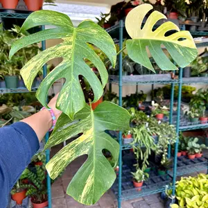 Monstera aurea - high variegation - 6" pot