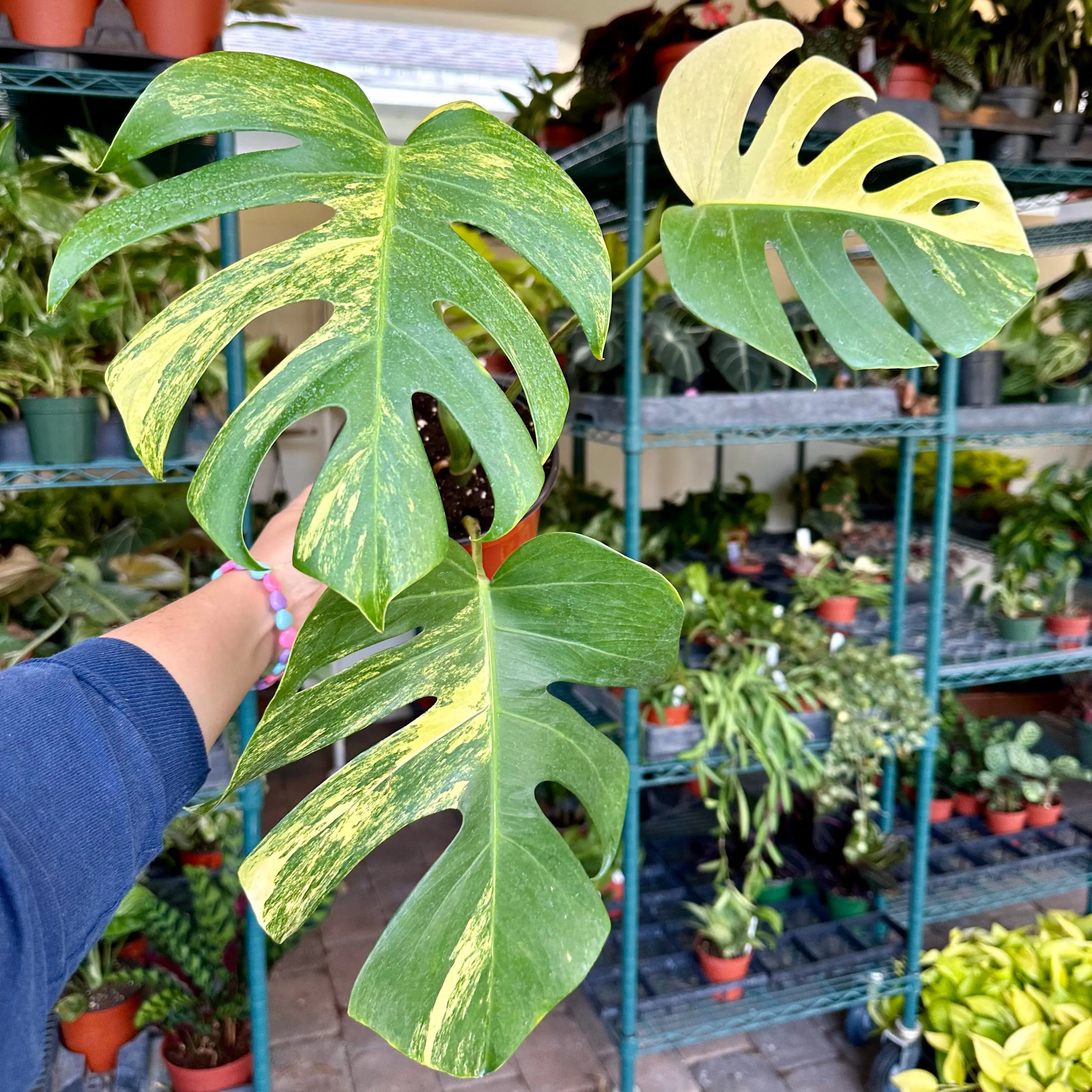 Monstera aurea - high variegation - 6" pot