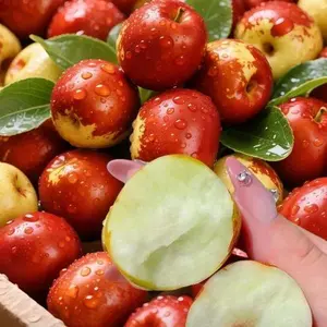 Rock Sugar Jujube Tree Seeds, Home Planting Seeds - Highly Sweet, Juicy, Easy-to-Grow, Cold-Resistant, High Germination Rate, Healthy Fruit-Producing, Suitable for Backyard & Family Orchard Planting