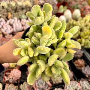 Bear Paw 4” succulent cotyledon tomentosa