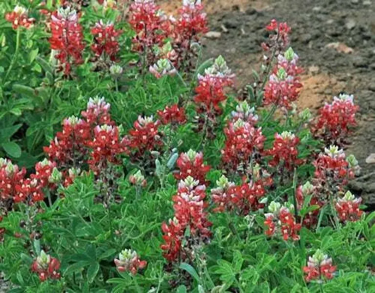10 Lupinus texensis seeds | Alamo Fire | Texas Bluebonnet Texas Maroon Seeds