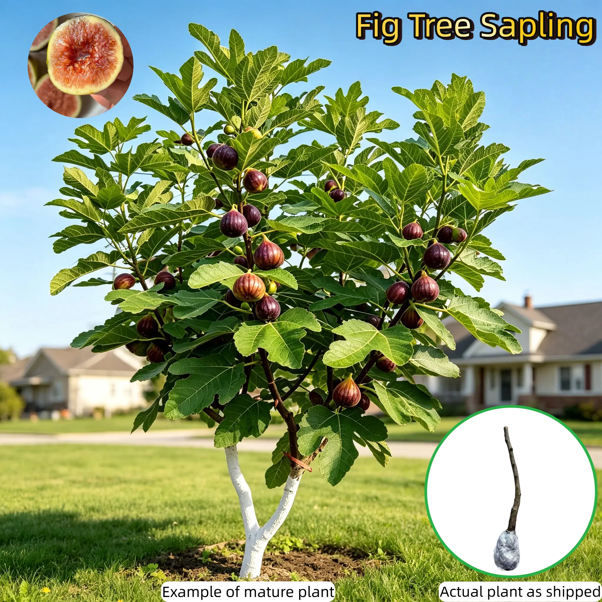 Heirloom Non-GMO Grafted Plum Tree Live Saplings - 30-40 cm Perennial Seedlings, Smooth Peel, Firm Flesh - for Outdoor Garden Yard Fruit Tree Planting (Stock Up Deals)