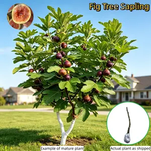 Heirloom Non-GMO GraftedStock Up DealsPlum Tree Live Saplings Perennial Seedlingsfor Outdoor Garden Yard Planting 30-40 cmSmooth Peel Firm Flesh