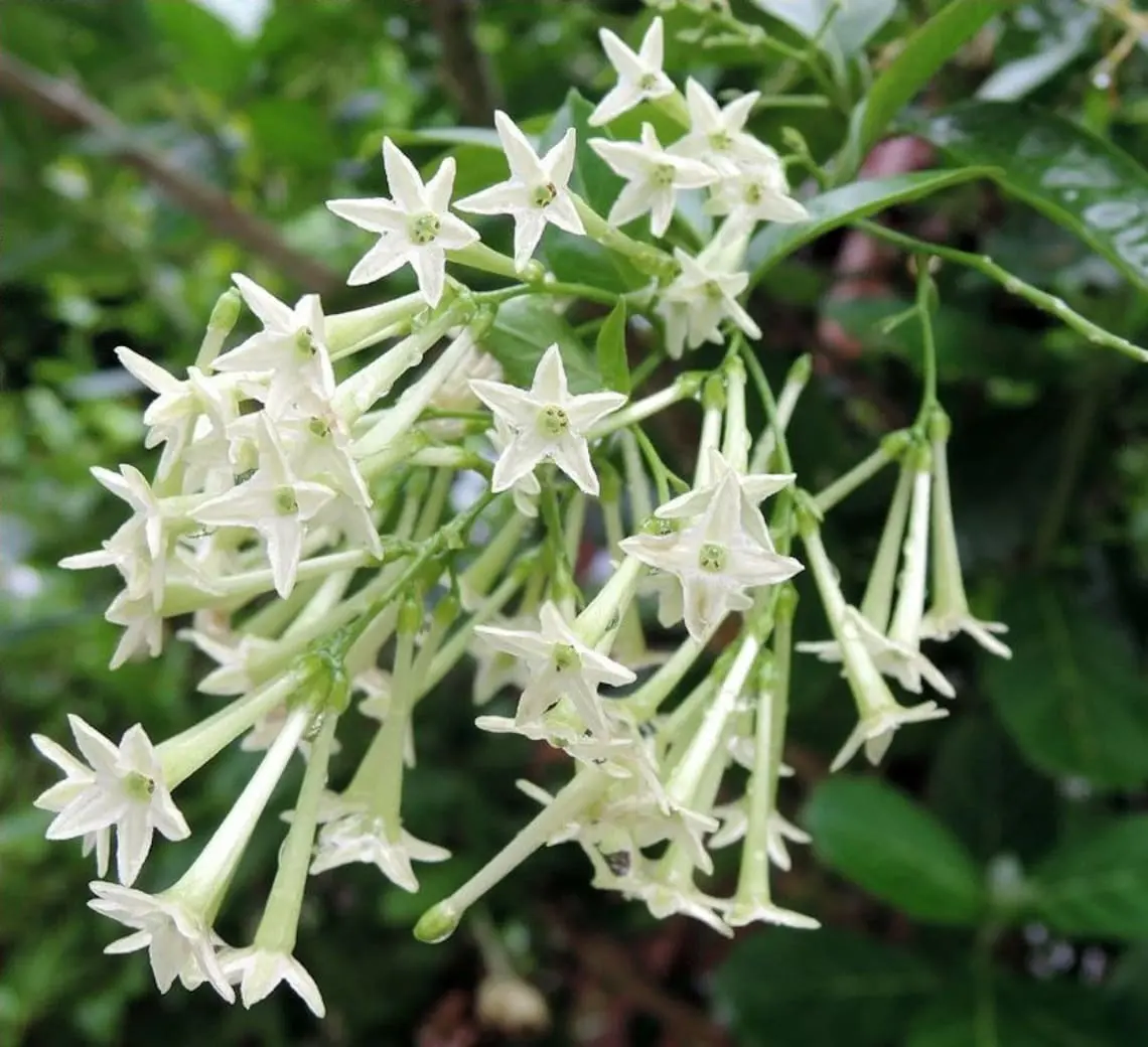 One Gal Night Blooming Jasmine Plant - Cestrum Nocturnum for Indoor and Outdoor Use
