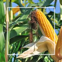 Mix Dwarf Bonsai Fruit Tree Seeds for Planting, 50+ Lemon Tree Seeds 50+ Cherry Tree Seeds 50+ Orange Tree Seeds 50+ Apple Seeds, 4 Variety Individual Packs, Organic Heirloom Fruit Seeds