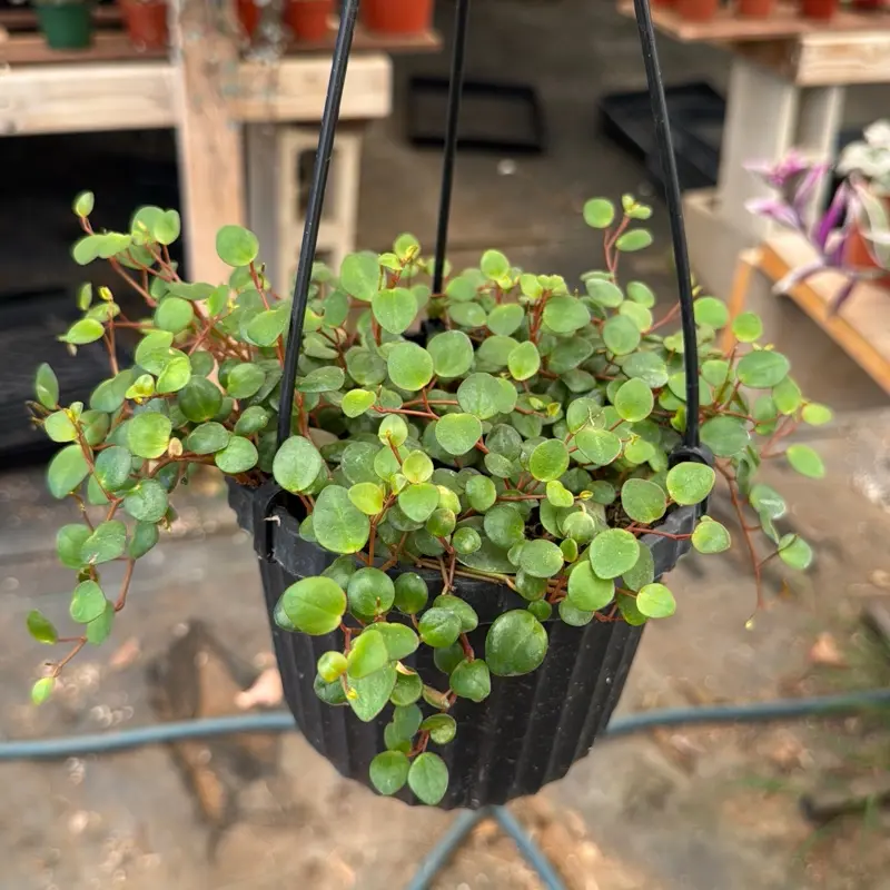 Peperomia Pepperspot Plant 6 in pot house plant indoor