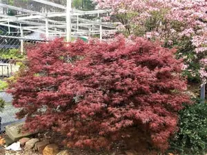 Acer palmatum 'Garnet' Dwarf Japanese Maple