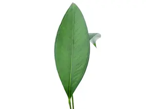Anthurium microphyllum (seedling)