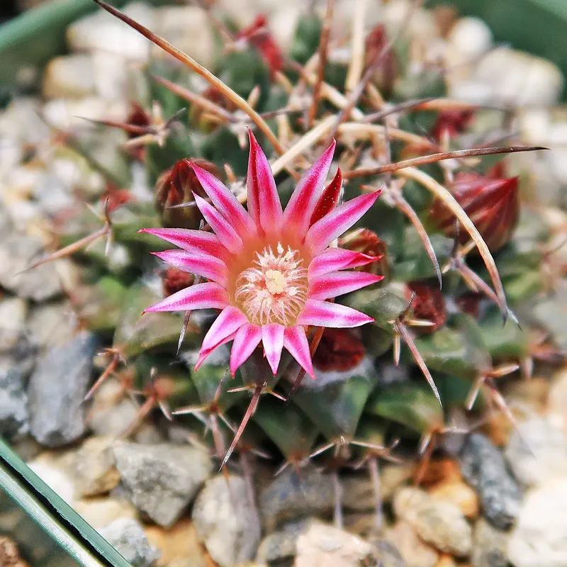 mammillaria sphaerica - TikTok Shop