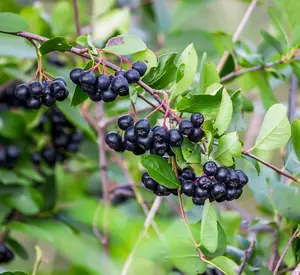 100 Black Chokeberry Seeds for Planting - Aronia melanocarpa - Aronia Berry Tree