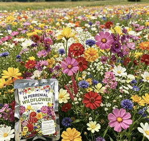 5000 Pcs Wildflower Mix Seeds, Pollinator-Friendly Colorful Variety Blooms, Supports Local Wildlife, Low-Maintenance Heirloom Wildflower Seeds for Garden Beds, Borders & Meadows Planting