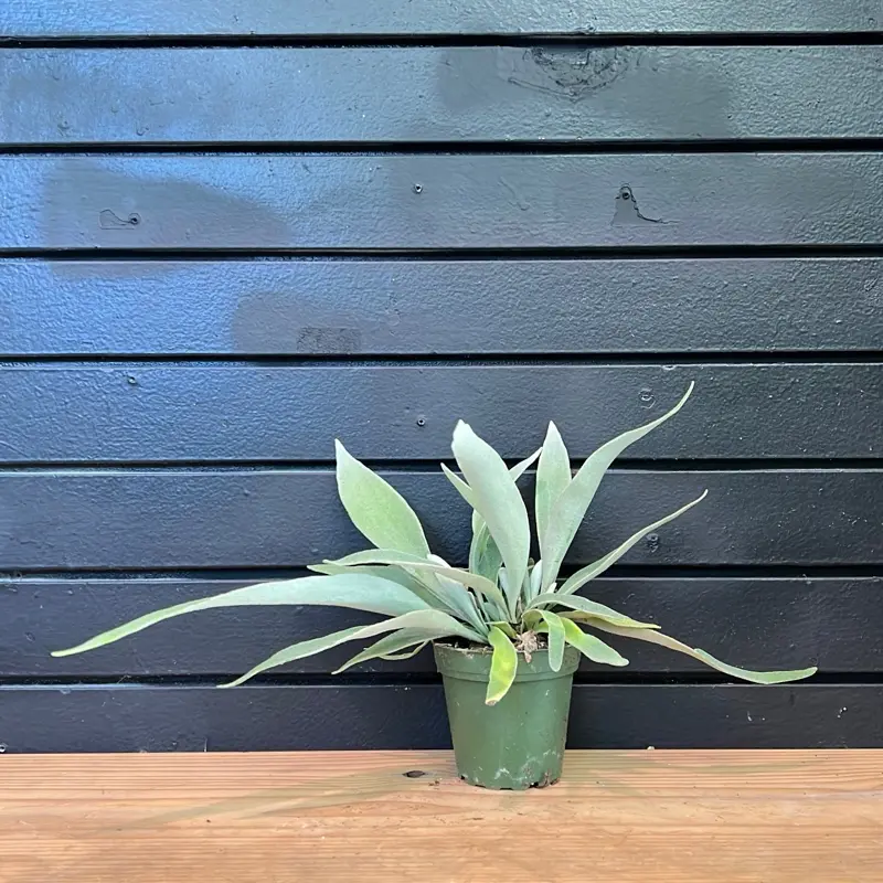 Silver Staghorn Fern 4 Inch Pot