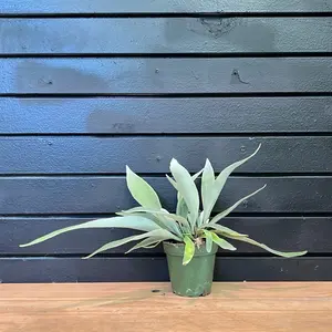 Silver Staghorn Fern 4 Inch Pot
