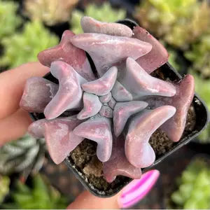 2" Echeveria Cubic Frost Succulent