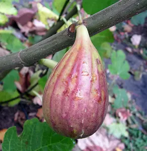 GE Neri Edible Fig Plant - Ficus carica - World's Largest Fig - 4" Pot