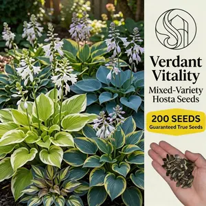 【B2G1 FREE】200 Pcs Premium Hosta Seeds - Shade-Loving & Low Maintenance Plants for Garden Walkways, Driveways & Flowerbed Enhancements