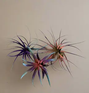 3 Pack Summer 2025 Air Plants - Air Purifying - No Dirt Needed - Air Plant - Easy Care Indoor Plant - Colorful Decoration Plant
